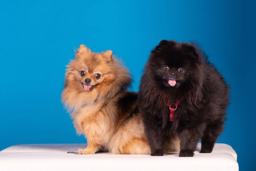 Lemmiku-paev-Foto-Reigo-Reinomagi-070