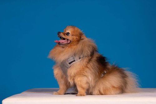 Lemmiku-paev-Foto-Reigo-Reinomagi-071