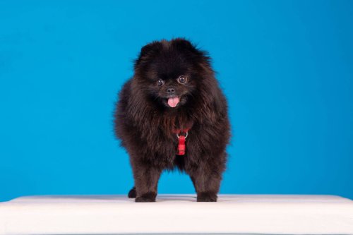 Lemmiku-paev-Foto-Reigo-Reinomagi-072