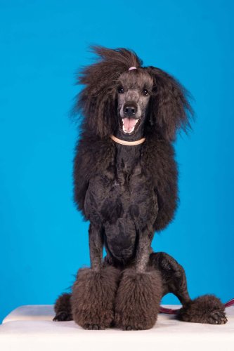 Lemmiku-paev-Foto-Reigo-Reinomagi-073