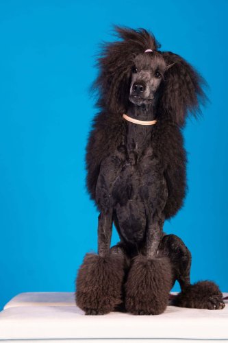 Lemmiku-paev-Foto-Reigo-Reinomagi-074