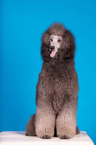 Lemmiku-paev-Foto-Reigo-Reinomagi-075