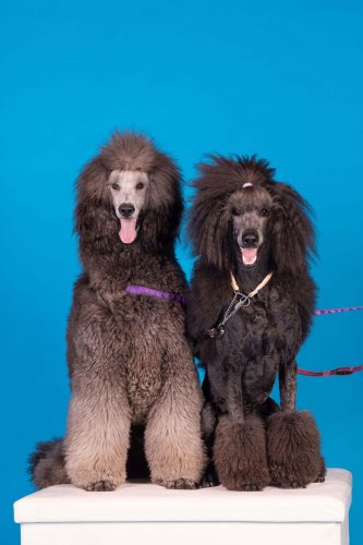 Lemmiku-paev-Foto-Reigo-Reinomagi-076