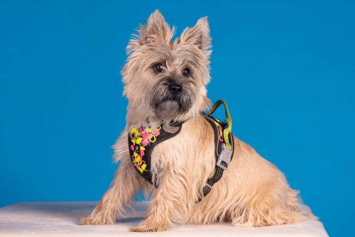 Lemmiku-paev-Foto-Reigo-Reinomagi-077