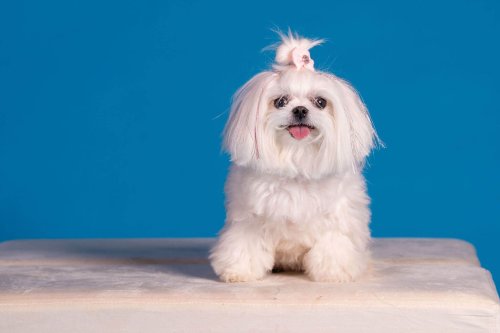 Lemmiku-paev-Foto-Reigo-Reinomagi-078