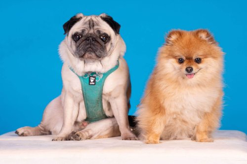 Lemmiku-paev-Foto-Reigo-Reinomagi-080