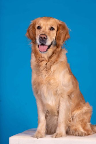 Lemmiku-paev-Foto-Reigo-Reinomagi-082