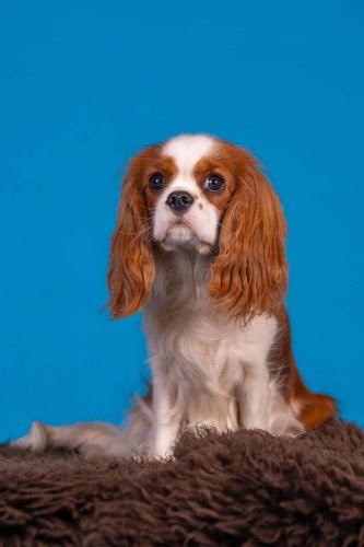 Lemmiku-paev-Foto-Reigo-Reinomagi-083