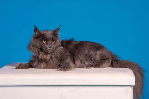 Lemmiku-paev-Foto-Reigo-Reinomagi-090