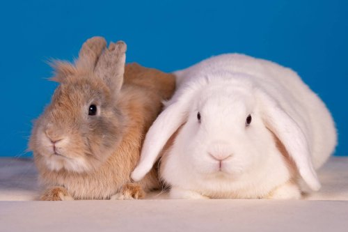 Lemmiku-paev-Foto-Reigo-Reinomagi-092