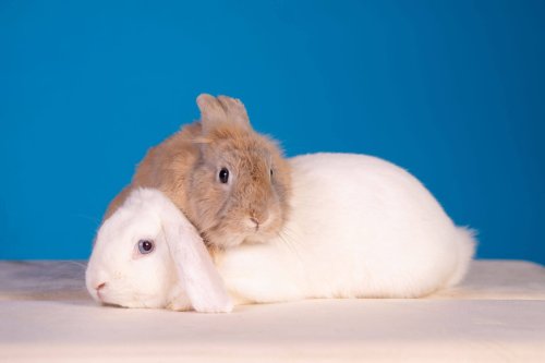 Lemmiku-paev-Foto-Reigo-Reinomagi-093