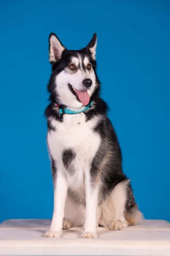 Lemmiku-paev-Foto-Reigo-Reinomagi-094