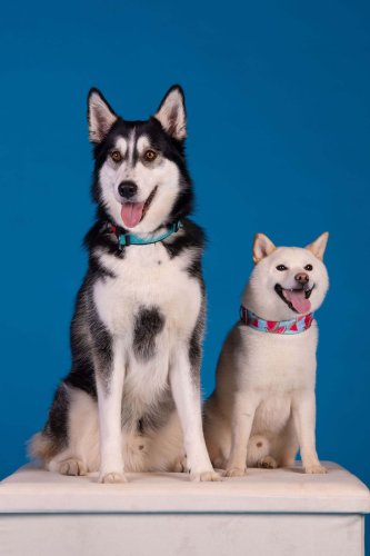 Lemmiku-paev-Foto-Reigo-Reinomagi-095