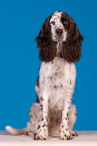 Lemmiku-paev-Foto-Reigo-Reinomagi-096