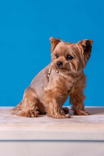 Lemmiku-paev-Foto-Reigo-Reinomagi-101