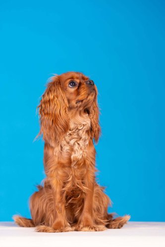 Lemmiku-paev-Foto-Reigo-Reinomagi-103