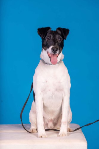 Lemmiku-paev-Foto-Reigo-Reinomagi-104