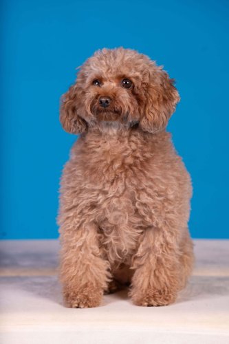 Lemmiku-paev-Foto-Reigo-Reinomagi-105