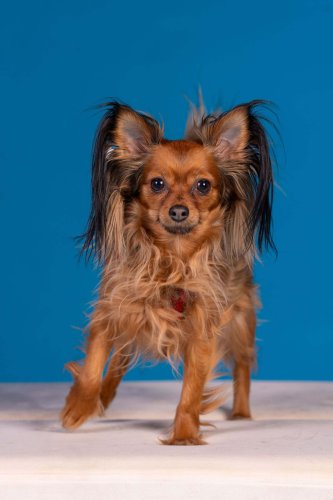 Lemmiku-paev-Foto-Reigo-Reinomagi-106