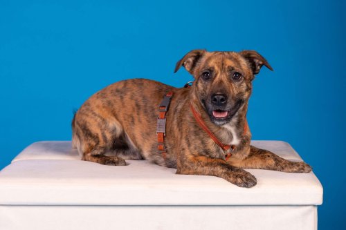 Lemmiku-paev-Foto-Reigo-Reinomagi-107