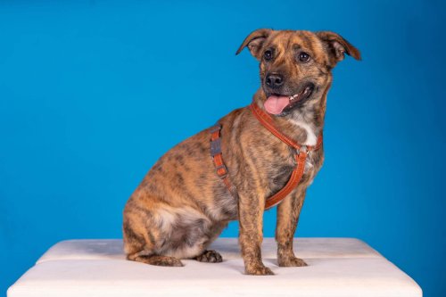 Lemmiku-paev-Foto-Reigo-Reinomagi-108