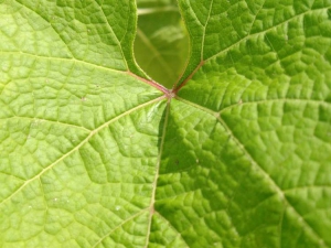 Veinitalu01