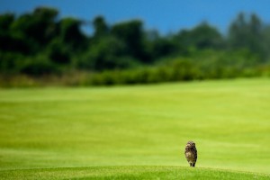 OlymicGolf16_26