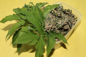 Varesejala-kyyslaugu-kropsud
